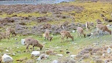 4k实拍青藏高原藏岩羊野生动物保护视频的预览图